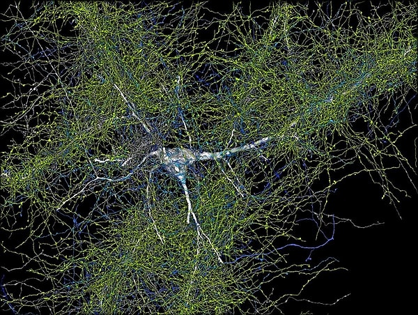 The ultimate goal is to create a high-resolution map of the neural connections in a mouse brain!
