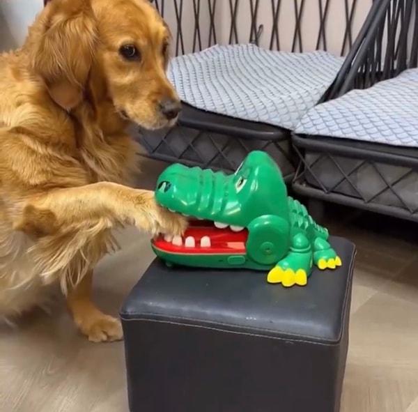 Tatlı köpek patisini timsah oyuncağına koymuş halde bekliyordu.