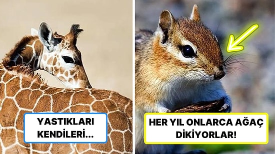 Okuduğunuz Anda Yumoş Yumoş Olacağınız Doğaya ve Hayvanlara Dair 13 İlginç Bilgi