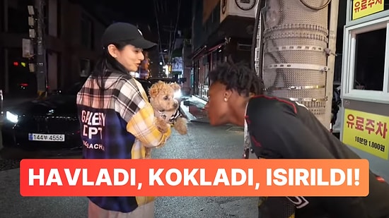 Bir Tahtası Kesinlikle Eksik Olan iShowSpeed'i Havladığı Köpek Isırdı!