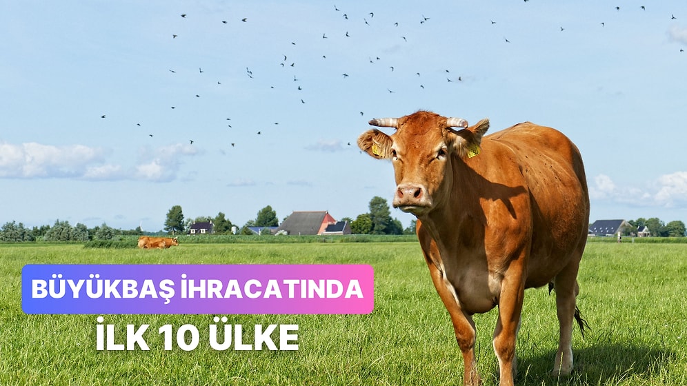 Dünyada En Fazla Büyükbaş Hayvan İhracatı Yapan 10 Ülke