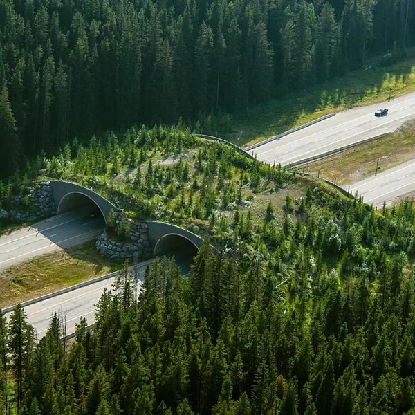 1. Kanada'nın Alberta eyaletindeki Banff Yaban Hayatı Geçidi Projesi esasen hayvanlar için bir köprüdür ve bölgedeki hayvan-araç çarpışmalarını %80'den fazla azaltmıştır.