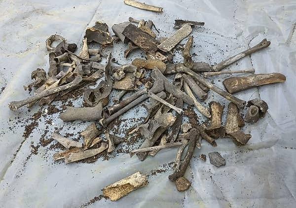 17. Bir kişi 130 yıllık bir evin kilerini temizlerken bir sürü kemik buldu: