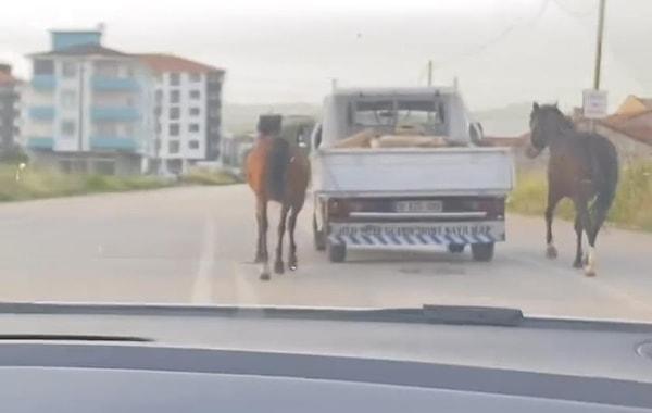 Kasalı aracıyla aracıyla yola çıkan bir sürücü, 2 atı iple kamyonetin arkasına bağladı.