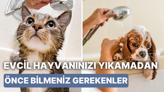 Kedi ve Köpekler Yıkanır mı? Evcil Hayvanınızı Yıkamadan Önce Bilmeniz Gereken 11 Şey