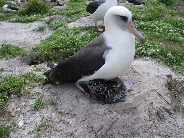 72 yaşındaki Laysan albatrosu Wisdom, dünyanın bilinen en yaşlı yabani kuşudur. Kısa bir süre önce Kuzey Pasifik Okyanusu'ndaki Midway Atolü Ulusal Yaban Hayatı Sığınağında yeni eşlere kur yaparken görüldü.