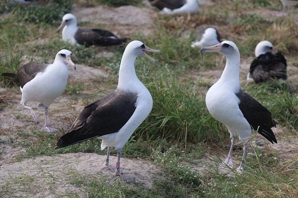 1956'da tanımlanan ve bantlanan Wisdom'ın yaşamı boyunca 50 ila 60 yumurta bıraktığı ve 30 kadar yavru büyüttüğü tahmin ediliyor. Laysan albatrosları tipik olarak beş yaşından sonra ürerler ve yılda bir yumurta bırakırlar.
