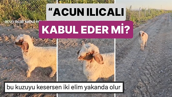 Survivor Parkurlarına Hazırlamış:Sahibi Tarafından Evcil Köpek Gibi Eğitilen Kuzunun Yeteneğine Bayılacaksınız