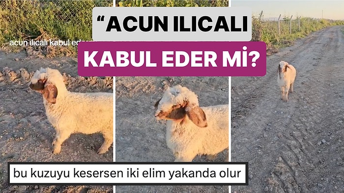 Survivor Parkurlarına Hazırlamış:Sahibi Tarafından Evcil Köpek Gibi Eğitilen Kuzunun Yeteneğine Bayılacaksınız