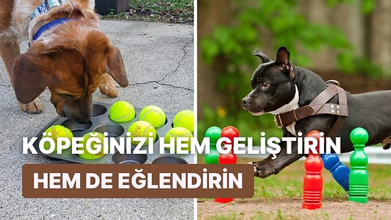 Köpeğinizin Zekasını Geliştirirken Aynı Zamanda Onu Çok Eğlendirecek 11 Oyun