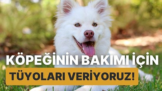 Köpeğinin Bakımı İçin Tüyoları Veriyoruz!