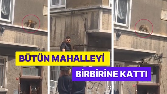 Balat'ta Evden Kaçan Maymun Camdan Cama Atladı Bütün Mahalleliyi Etrafına Topladı!