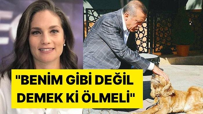 Nevşin Mengü'den Erdoğan'ı Kızdıracak 'Sokak Hayvanları' Paylaşımı: ''Benim Gibi Değil Demek ki Ölmeli''