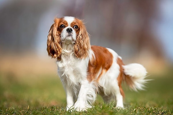9. Cavalier King Charles Spaniel