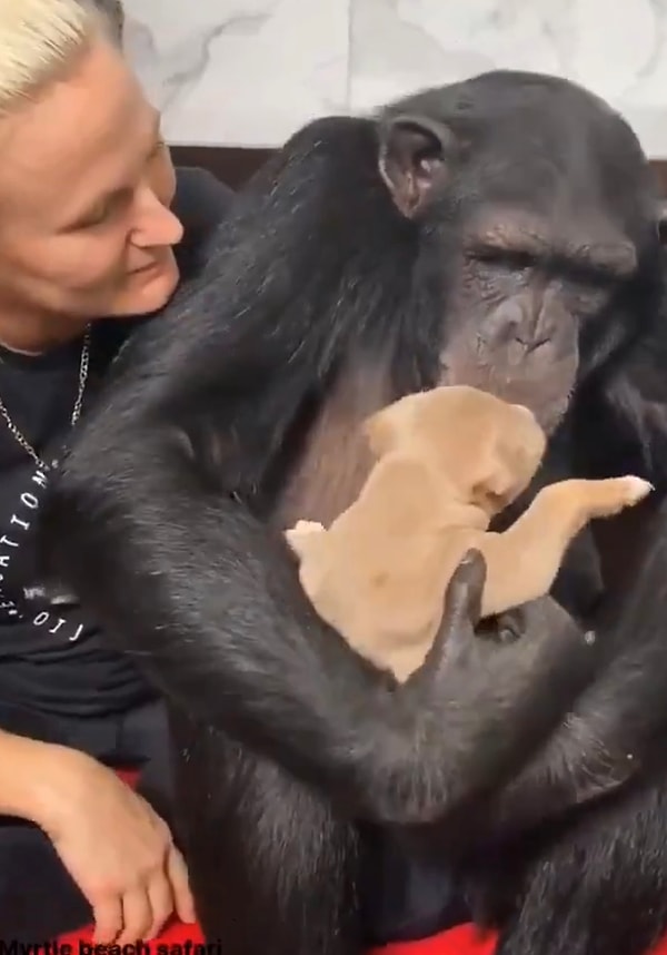 Sarıldıktan sonra bir de tatlı köpeğin göbeğine buse konduran şempanzenin merhametine beğeniler yağıyor.