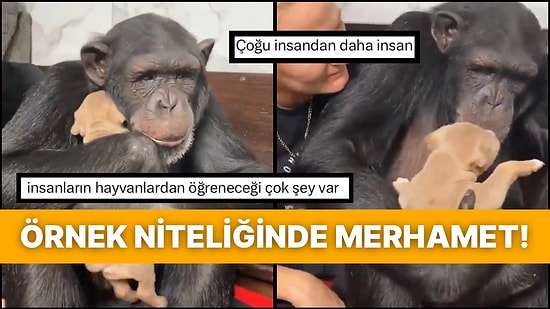 Hayatında İlk Defa Köpek Yavrusu Gören Şempanzenin Sevgi Dolu Yaklaşımı Kalpleri Eritti