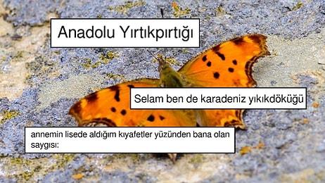 Anadolu Yırtık Pırtığı Adlı Kelebek Türü Sosyal Medya Kullanıcılarının Diline Düşünce Olanlar Oldu