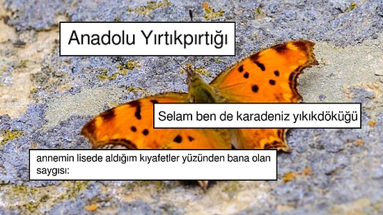 Anadolu Yırtık Pırtığı Adlı Kelebek Türü Sosyal Medya Kullanıcılarının Diline Düşünce Olanlar Oldu