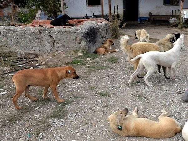Sokak köpeklerinin barınağa alındıktan 30 gün içinde sahiplenilmemesi durumunda uyutulmasını içeren yasa tasarısı hayvan severlerin tepkisini çekerken, AK Parti kanadından konuyla ilgili ilk açıklama geldi.