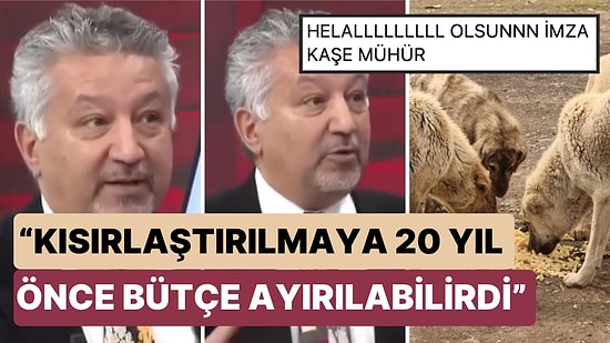 HAYTAP Yetkilisi Köpekleri Uyutma Kararı ile İlgili Konuştu: “Biz de Sürüler Halinde Gezmelerini İstemiyoruz”