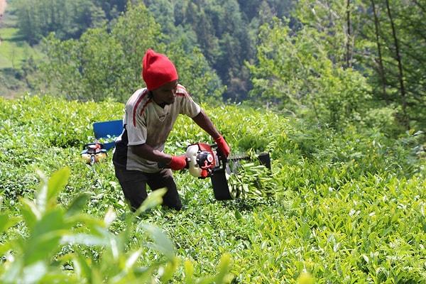 Doğu Karadeniz Bölgesi’nde yaş çay sezonunun birinci sürgün döneminin başlamasıyla üreticiler geçtiğimiz günlerde çay bahçelerine girdi. Geçmiş yıllarda Gürcistan’dan gelen işçilerle gerçekleştirilen çay toplama işlemlerinde son yıllarda çalışkanlıkları nedeniyle özellikle Afrika'dan ve daha çok da Senegal’den gelen işçiler tercih edilmeye başlandı.