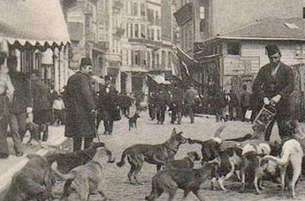 1910 yılındaki İttihat ve Terakki hükümeti, "modernleşme" çabaları adı altında sokakların köpeklerden arındırılmasına karar vermişti.