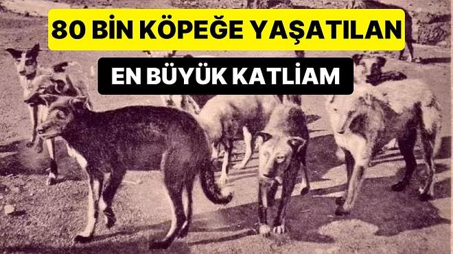 İstanbul'daki Köpeklerin Toplatılıp Hayırsızada'da Kaderine Terk Edildiği En Büyük Katliamın Detayları