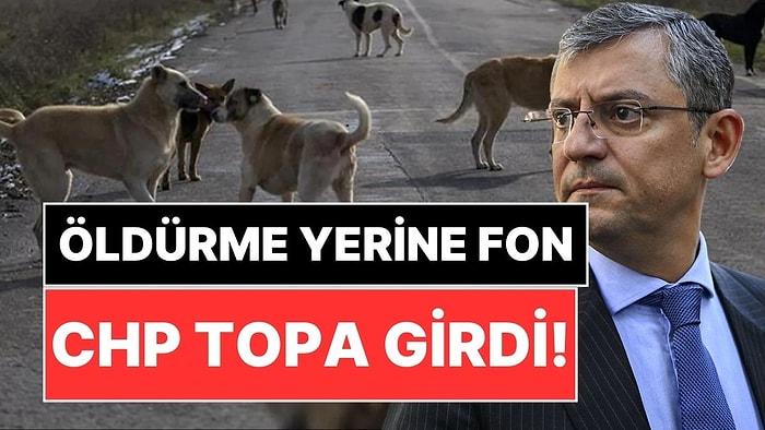 Toplu Öldürme Tasarısı Büyük Tepki Çekmişti: CHP'den Sokak Köpekleri İçin Fon Önerisi