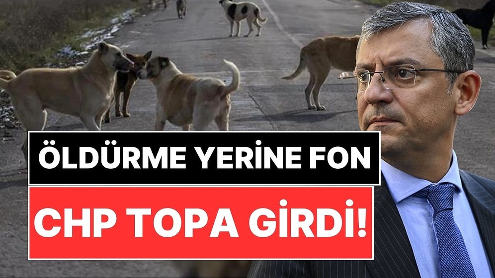 Toplu Öldürme Tasarısı Büyük Tepki Çekmişti: CHP'den Sokak Köpekleri İçin Fon Önerisi