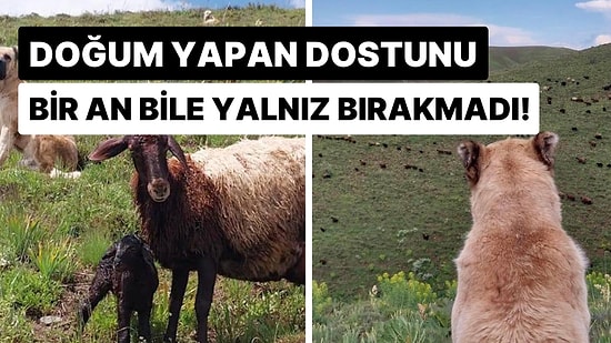 Ailesi Kayıp Sanıyordu: Merhametli Çoban Köpeği Doğum Yapan Koyun Dostunu Korurken Bulundu