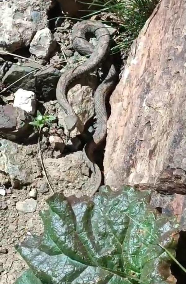 İpekyolu ilçesi sınırlarındaki 3 bin 204 metre yüksekliğe sahip Erek Dağı’nda kayalıkların yanında görülen yılan anbean kaydedildi.