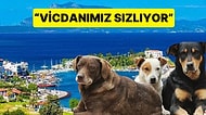 Datça Belediyesi'nden Sokak Köpeklerinin Uyutulmasına Yönelik Yasaya Manifesto Gibi Tepki Geldi