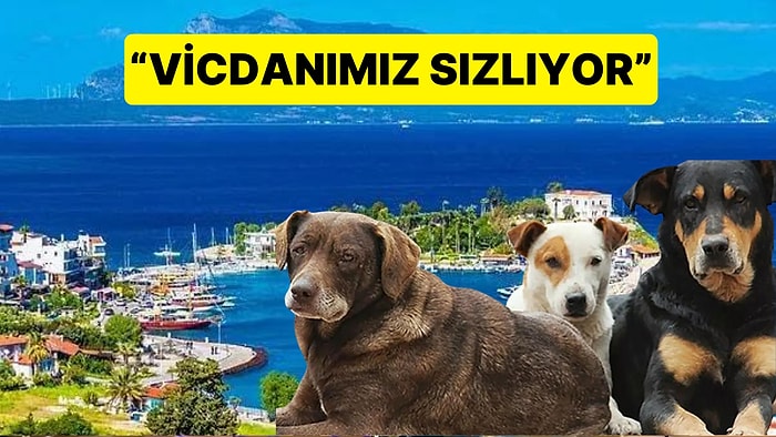 Datça Belediyesi'nden Sokak Köpeklerinin Uyutulmasına Yönelik Yasaya Manifesto Gibi Tepki Geldi