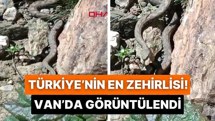 Türkiye’nin En Zehirli Yılan Türü Van’ın Erek Dağı’nda Görüntülendi
