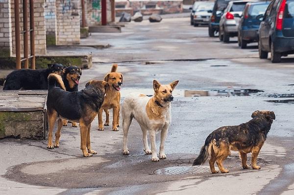 Sokak köpekleri hakkında ne düşünüyorsun?