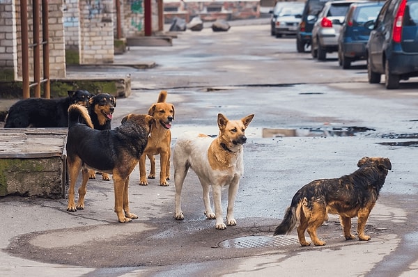 Son dönemlerde sokak köpeklerinin uyutulması en çok tartışılan konulardan bir tanesi. Birçok kişi, sokak köpeklerinin uyutulması konusunda biribirinden farklı fikirler sunuyor.