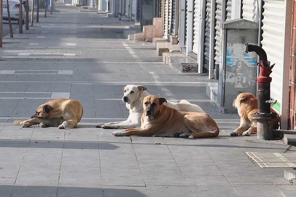 Peki daha önce hiç bir köpek saldırısına uğradın mı?