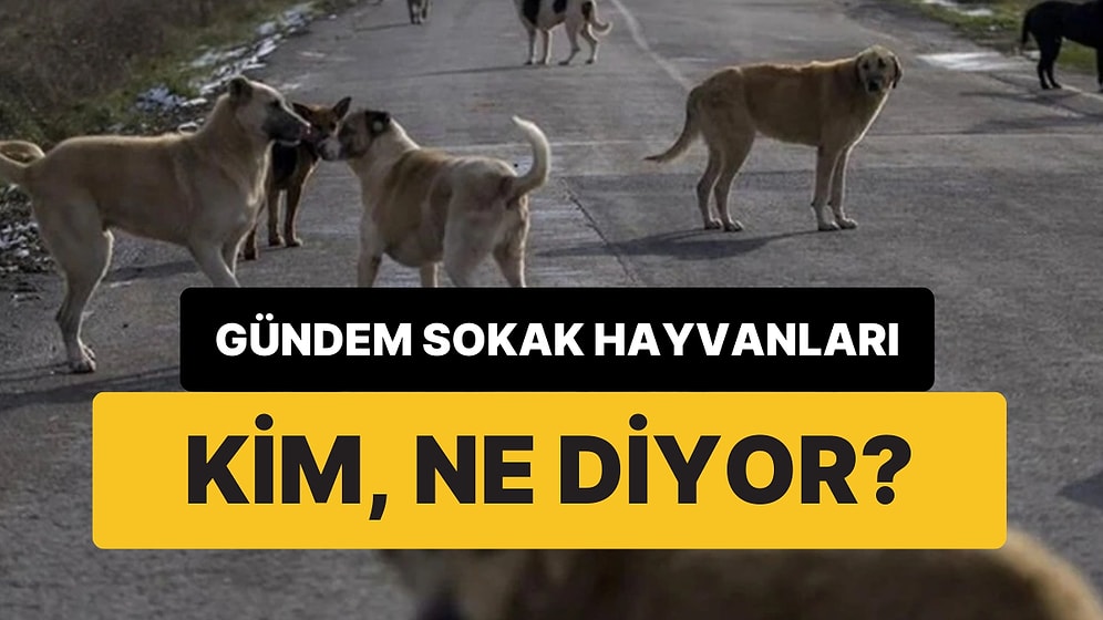 Sokak Hayvanlarının “Uyutulması” Yasası: Kim Destekliyor, Kim Karşı Çıkıyor?