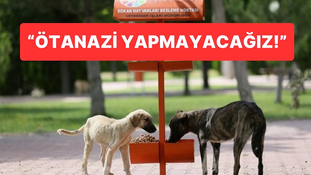 Veteriner Hekimler Tasarıya Karşı: “Yasa Çıksa Bile Ötanazi Yapmayacağız!”