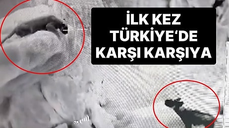 Bugüne Kadar İlk Kez Yaşandı: Anadolu Parsı ve Sırtlan Cudi Dağı Bölgesinde Karşılaştı