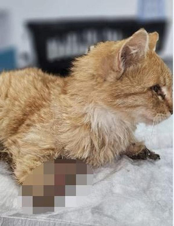 Bunun üzerine harekete geçen jandarma ekipleri, kedinin tedavisi için durumu Kayseri Hayvanları Koruma Derneği'ne (KAYHAKDER) bildirdi. Alınan kedi, kent merkezindeki İstanbul Veteriner Kliniği'nde tedaviye alındı. Ancak kedi, 2 gün sonra öldü.