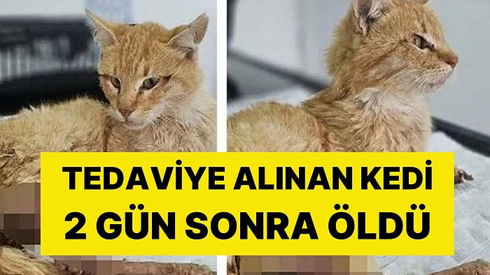 Hayvana İşkence: Ayakları Kesilmiş Halde Bulunan Kedi Öldü