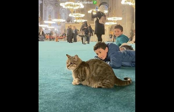 Bir turist "Mimarisini görmek için Türkiye'ye" geldim notuyla, ülkemizdeki erkeklerin görüntülerinin paylaşıldığı akıma kedilerle dahil oldu.