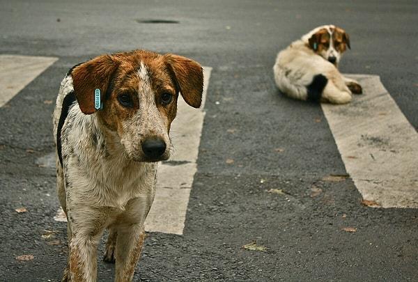 AK Parti'nin son dönemlerde çok konuşulan sokak köpekleri hakkında hazırladığı kanun teklifi hazırlıkları tepkilerin hedefi oldu.