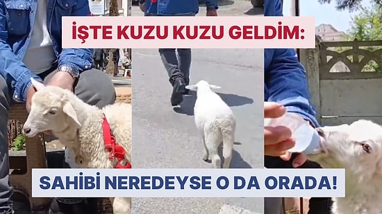 Bir An Olsun Sahibini Yalnız Bırakmayan 'Kuzu İpek' Görenleri Kenedine Hayran Bıraktı!