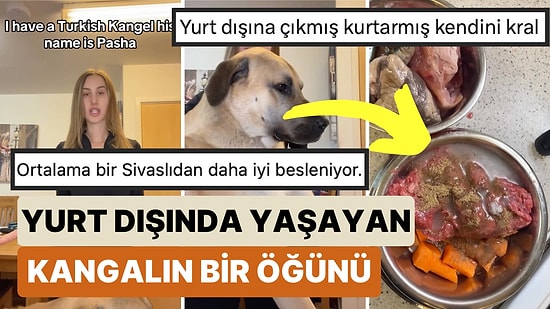 Sahiplenilerek Yurt Dışına Yerleşen Bir Kangalın Sadece Kahvaltıda Yediklerini Görünce Şoke Olacaksınız