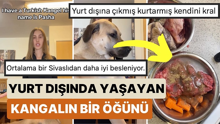 Sahiplenilerek Yurt Dışına Yerleşen Bir Kangalın Sadece Kahvaltıda Yediklerini Görünce Şoke Olacaksınız