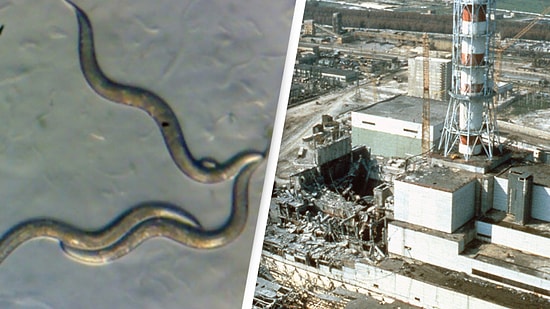 Radiation-Resistant "Super Worms" Discovered Near Chernobyl