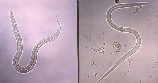 Researchers discovered that the worms' genomes remained undamaged despite high radiation levels.