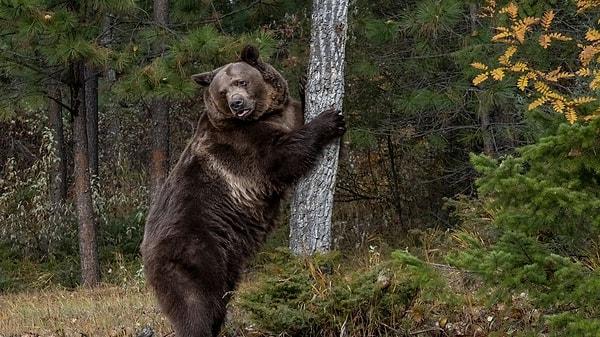 Kanada va Alaska'daki siyah ayıların yüzde 24'ünün kurt taşıyıcısı veya enfekte olduğu düşünülüyor.